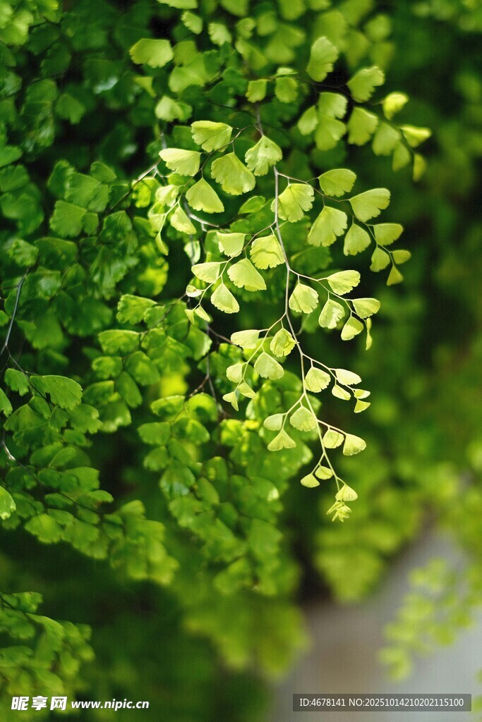 翠绿繁茂的清新蕨类植物