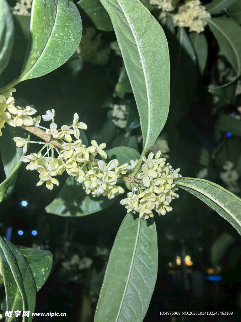 桂花