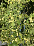 桂花