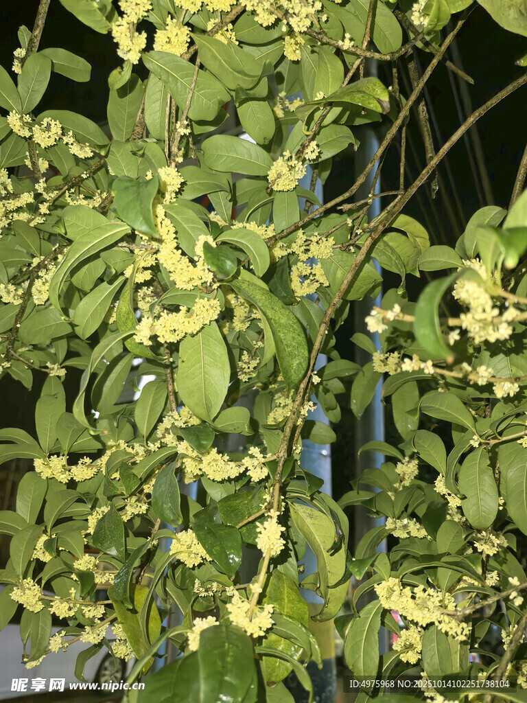 桂花
