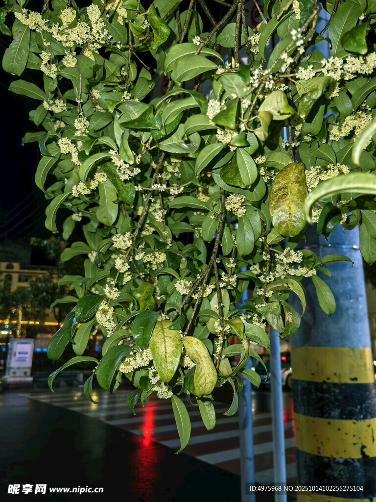 桂花