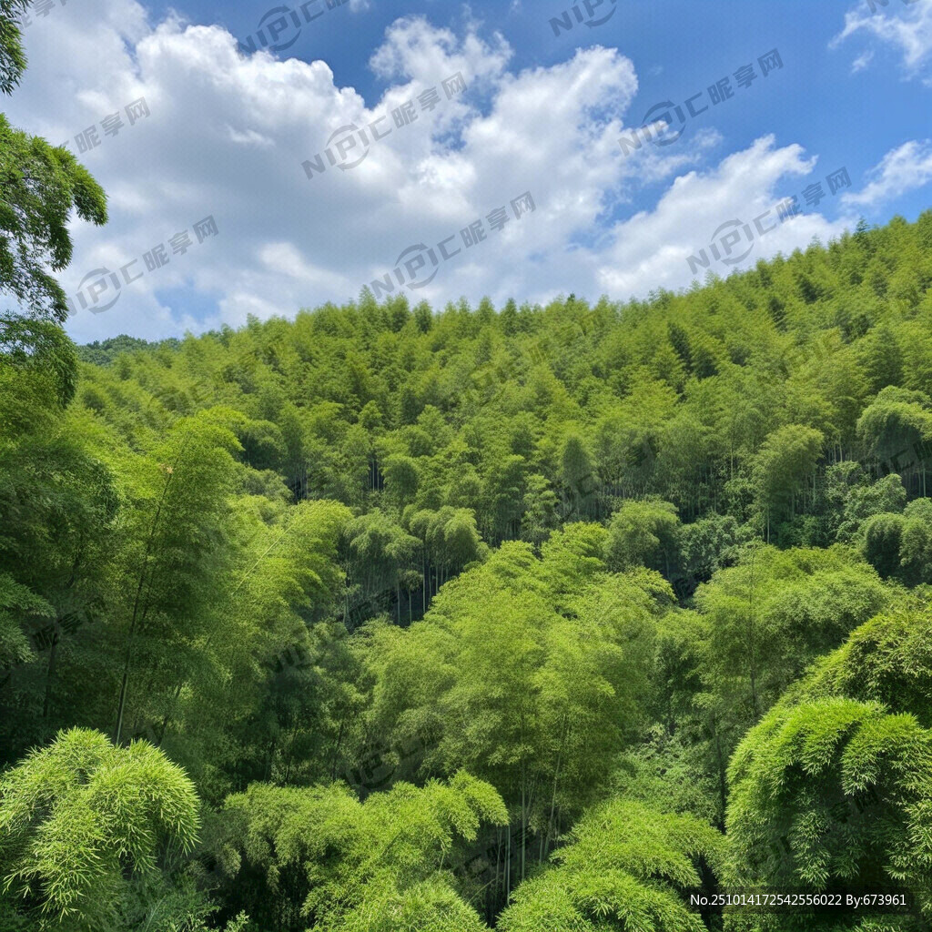 大片竹子和树