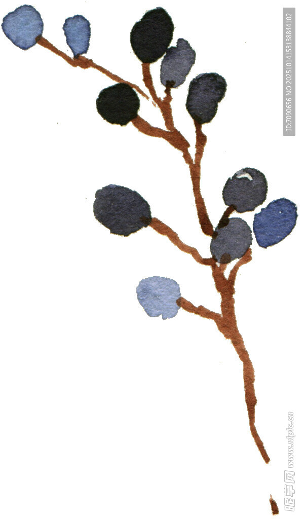 水彩绘蓝果枝叶插画