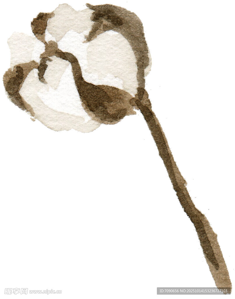手绘棉花枝