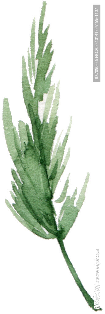 水彩绘绿色植物枝叶
