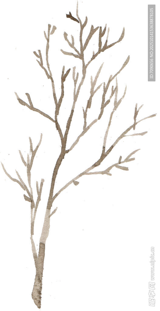 干枯树枝插画