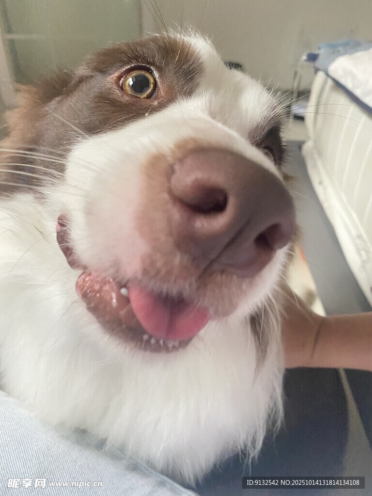 边牧