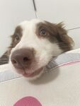 边牧