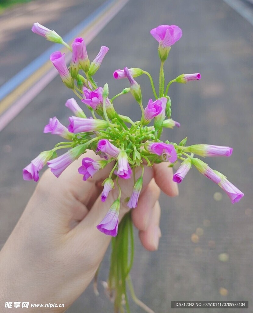 手捧紫色小花束
