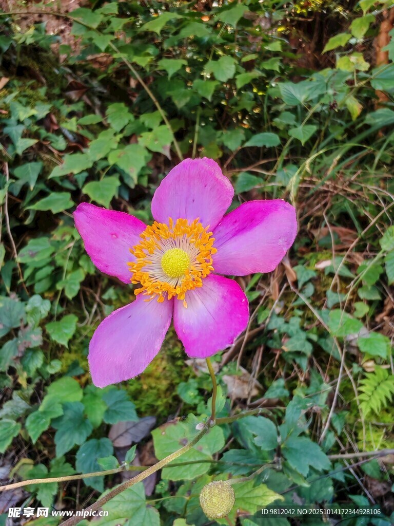 娇艳绽放的粉色野花