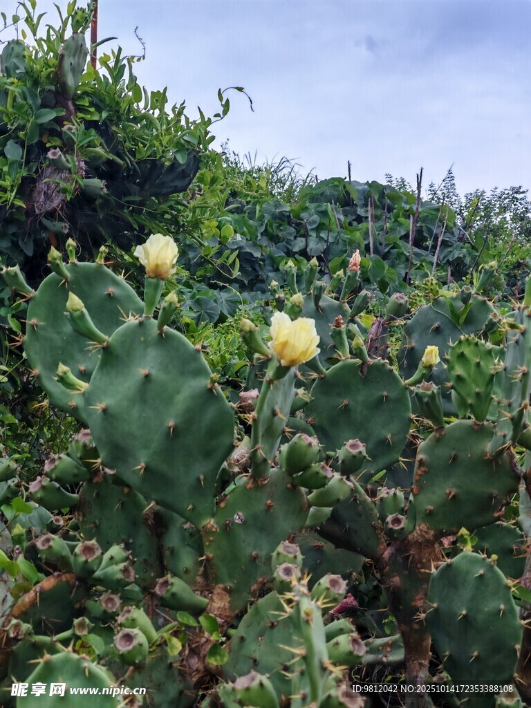 盛开的仙人掌花