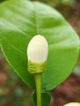 绿叶上的白色花苞