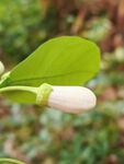 含苞待放的洁白花朵