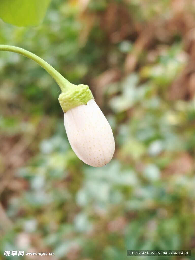 含苞待放的白色小花