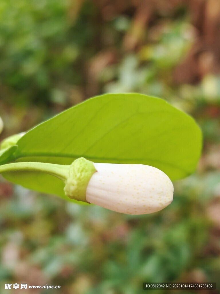 含苞待放的白色花朵