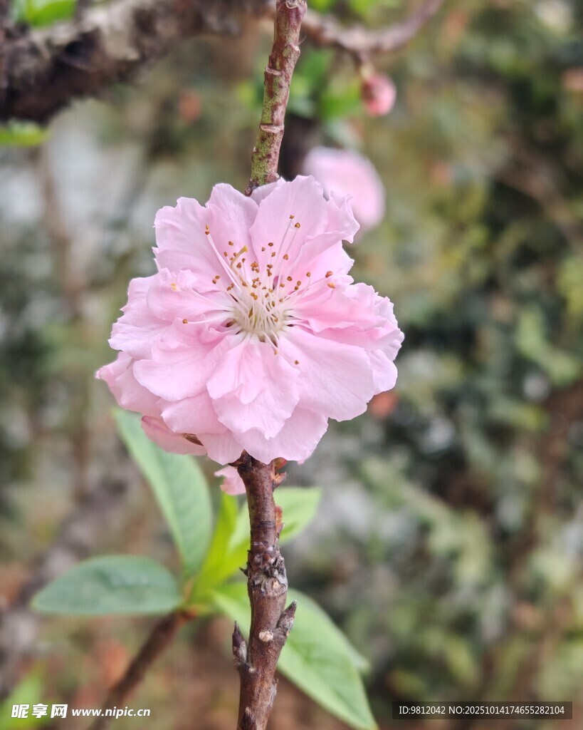 娇艳粉色桃花枝头绽放