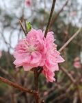 粉色桃花绽放枝头