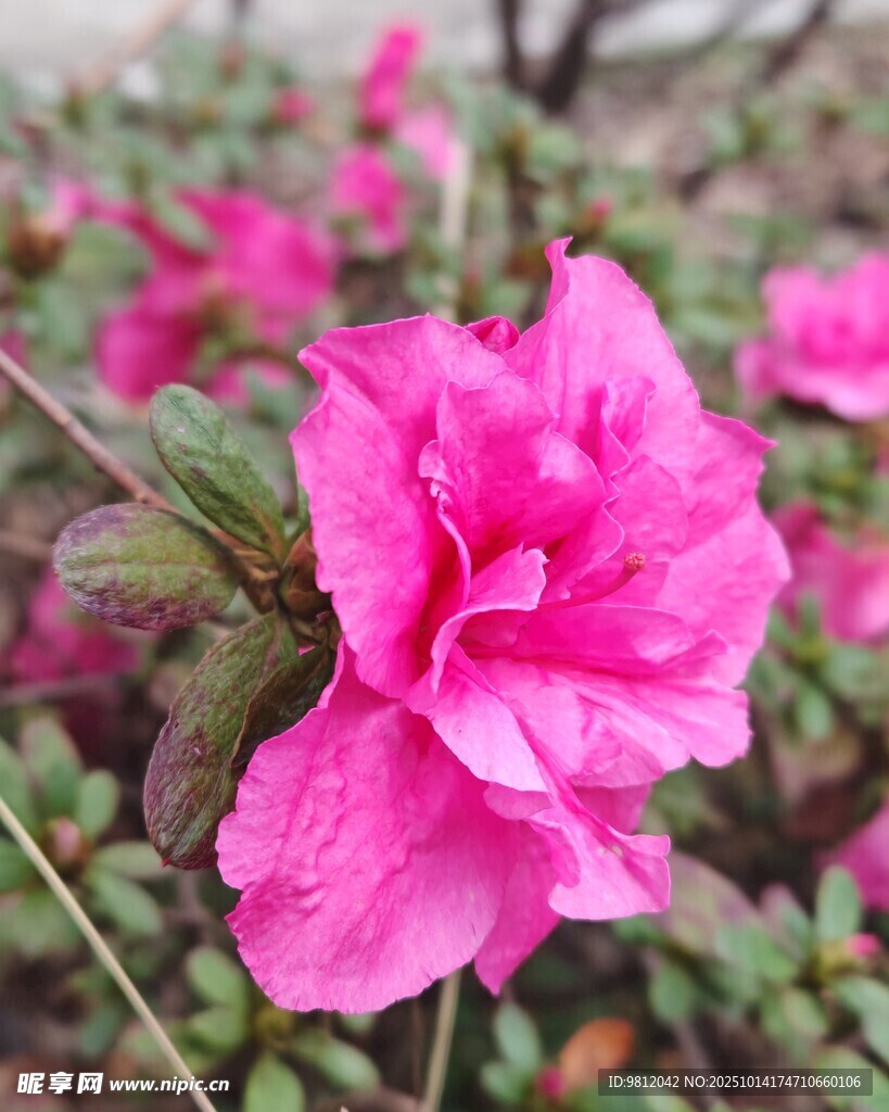 娇艳欲滴的粉色杜鹃花