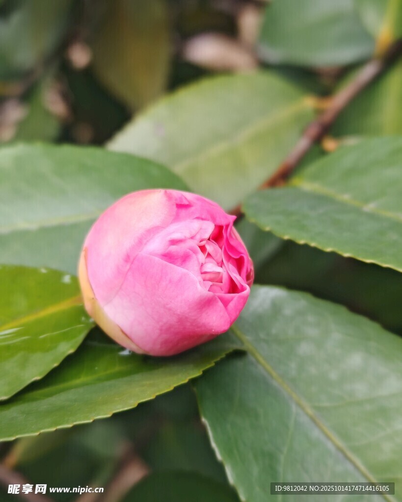 娇艳欲滴的粉色山茶花