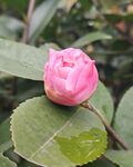 娇艳粉色山茶花