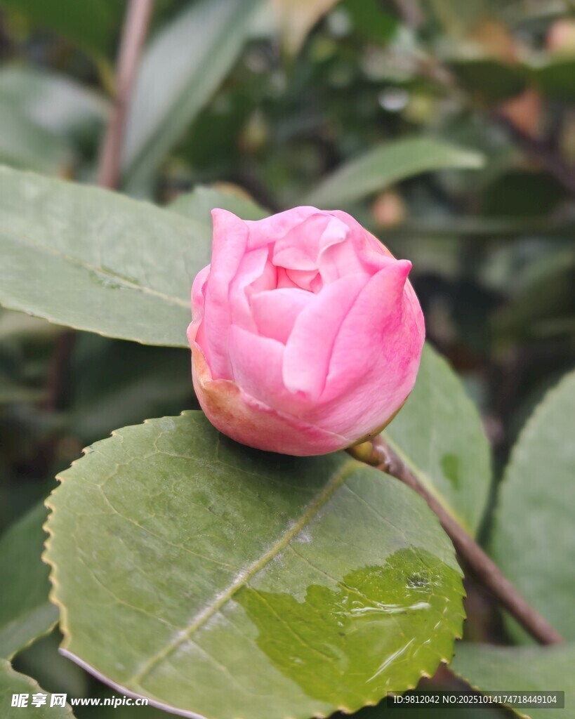 娇艳粉色山茶花
