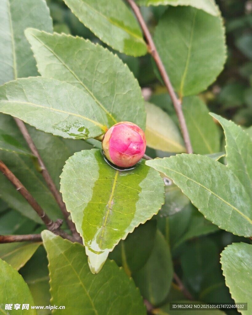 绿叶上的娇艳山茶花蕾