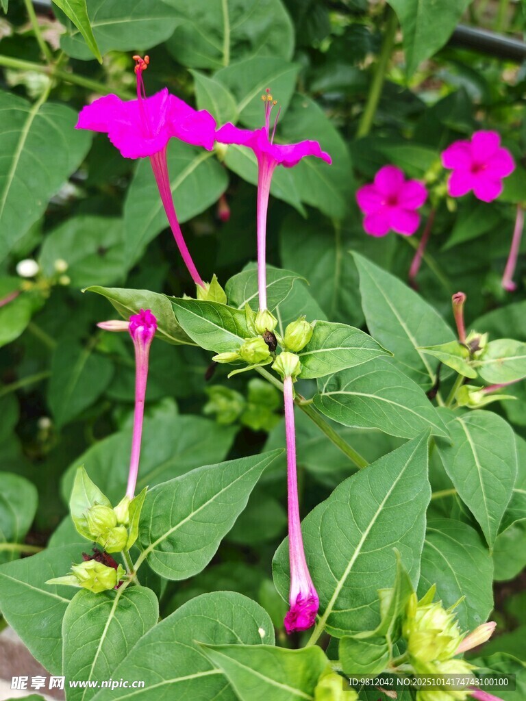 娇艳紫花绽放绿叶间