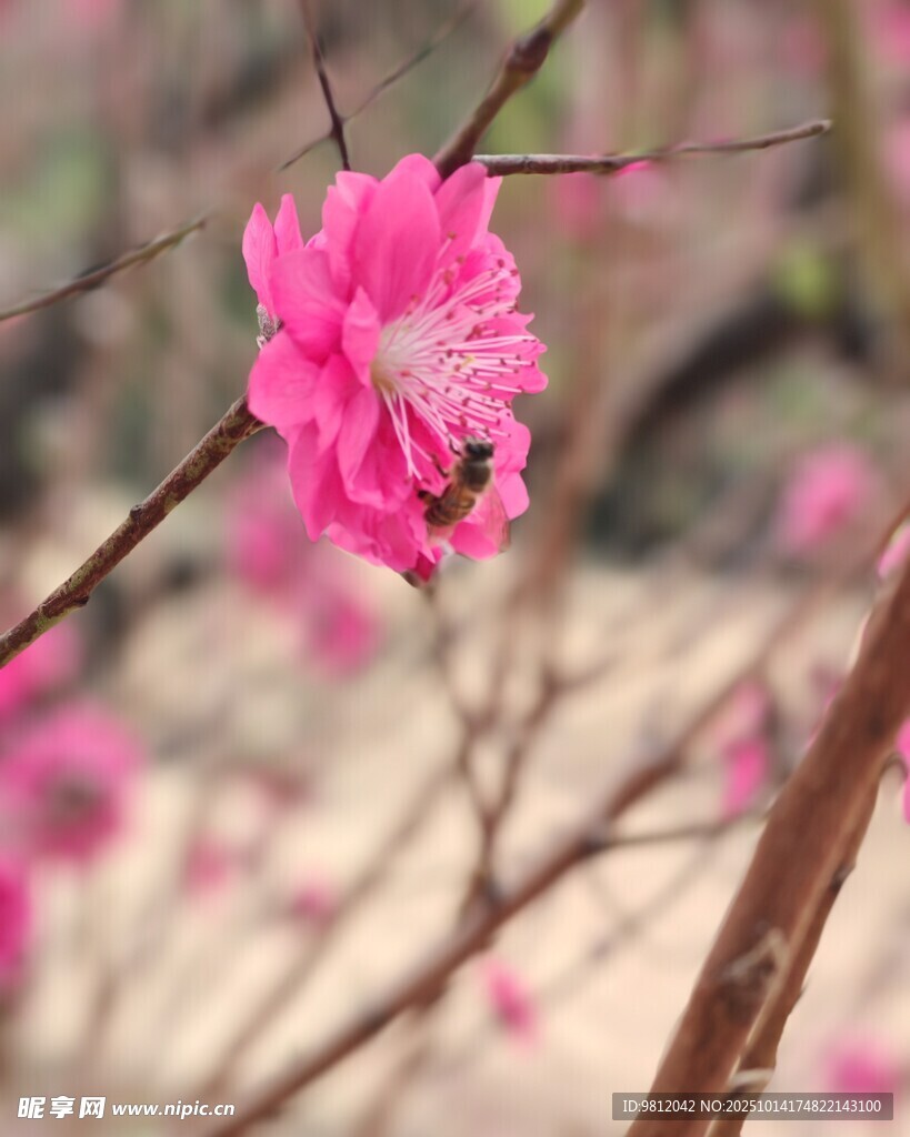 娇艳桃花枝头绽放