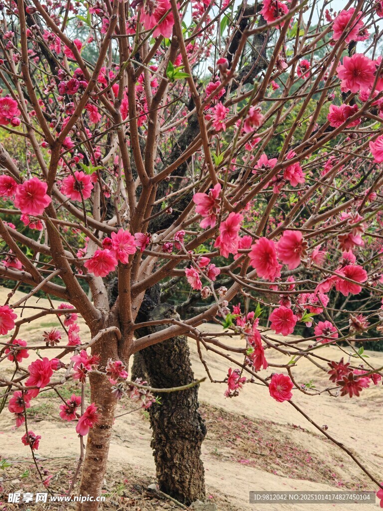 盛开的粉色繁花树