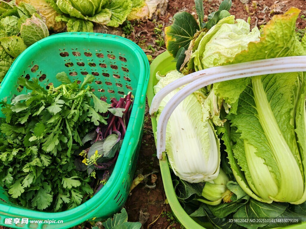 新鲜蔬菜装篮  田园气息浓