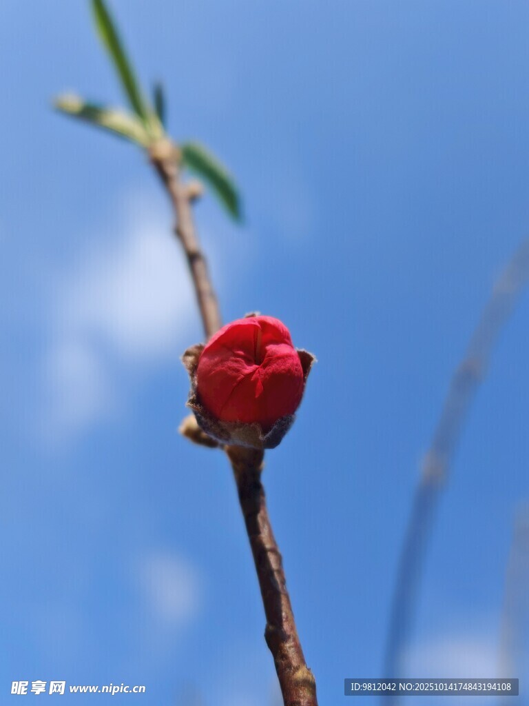 枝头花蕾映蓝天