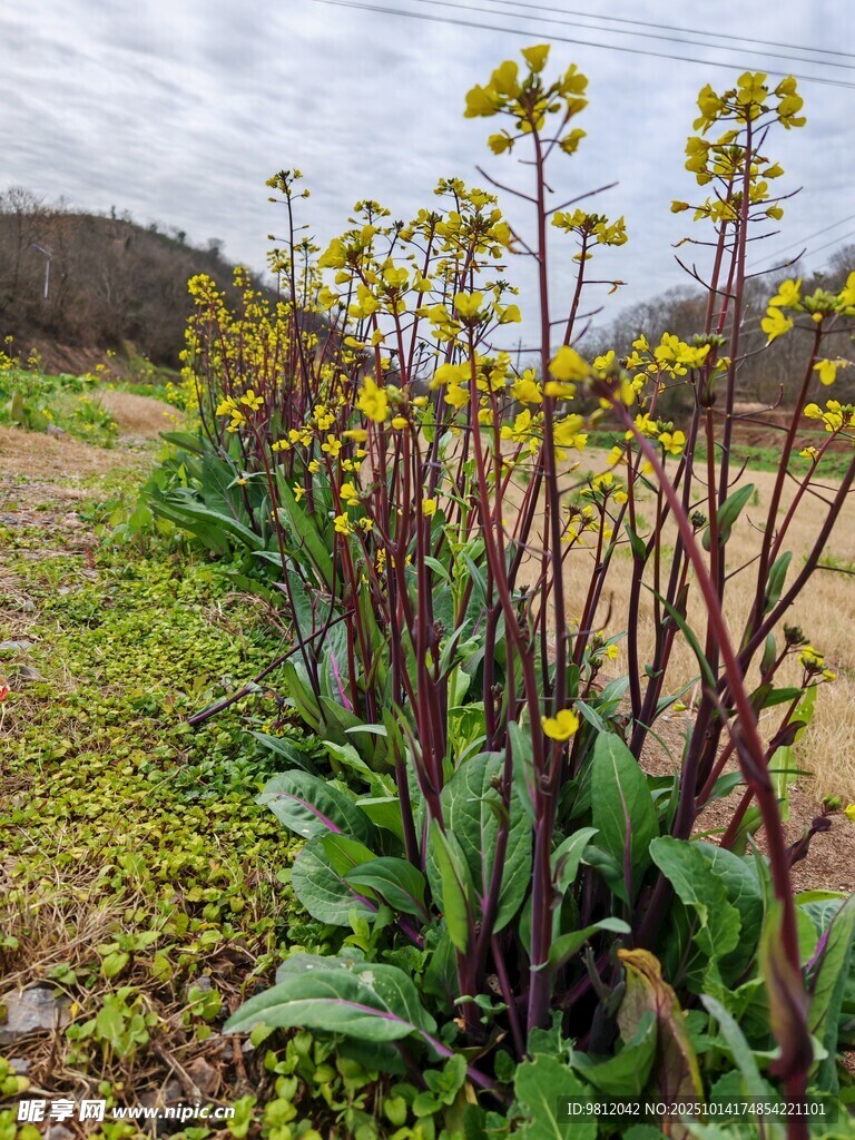 田野边的红菜苔