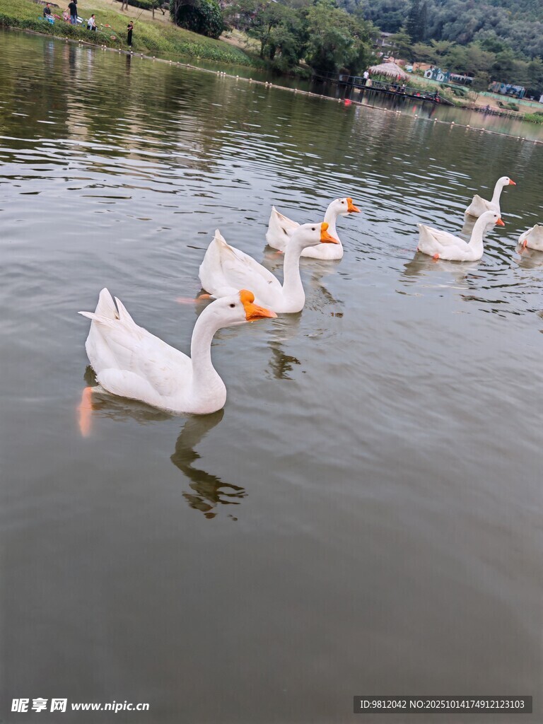 湖中游弋的一群白鹅