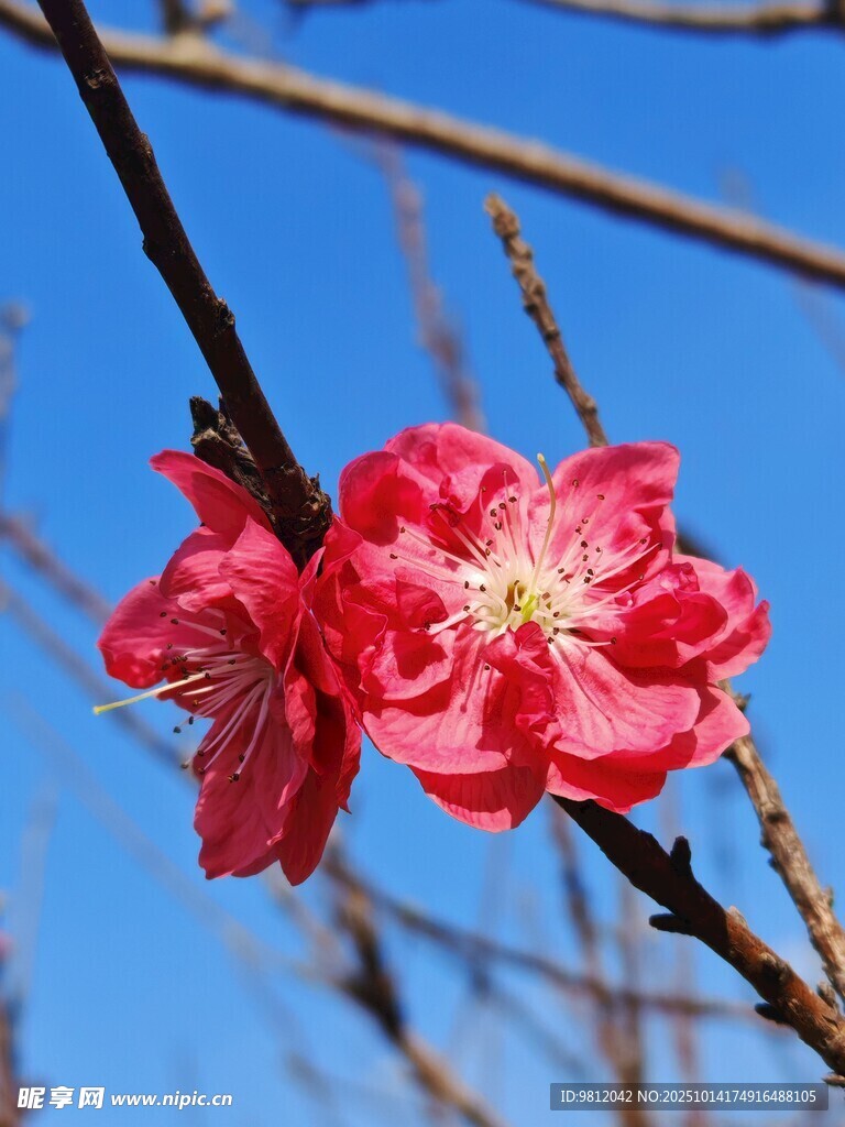 枝头绽放的娇艳红桃花