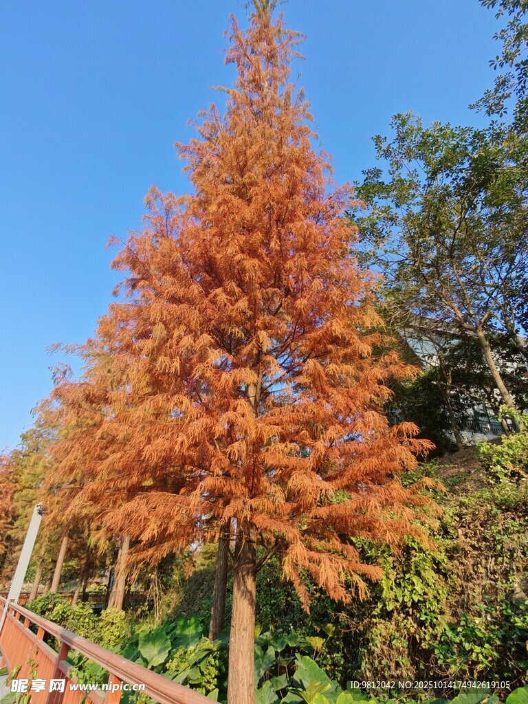 秋日红杉树 色彩斑斓美景