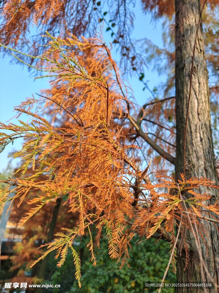 秋日金黄树枝美景