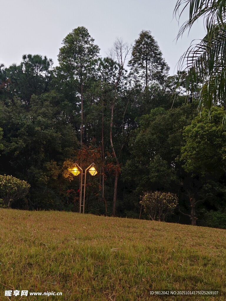 黄昏下的林间草地景观