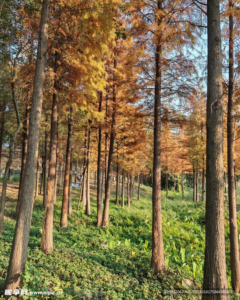 秋日杉林美景