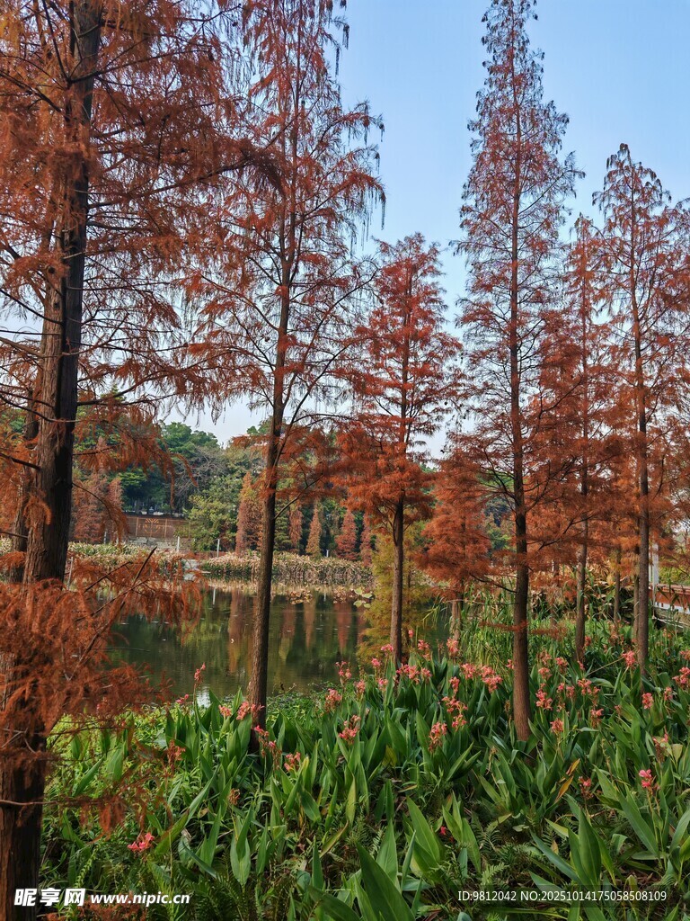 秋日湖畔红杉林美景