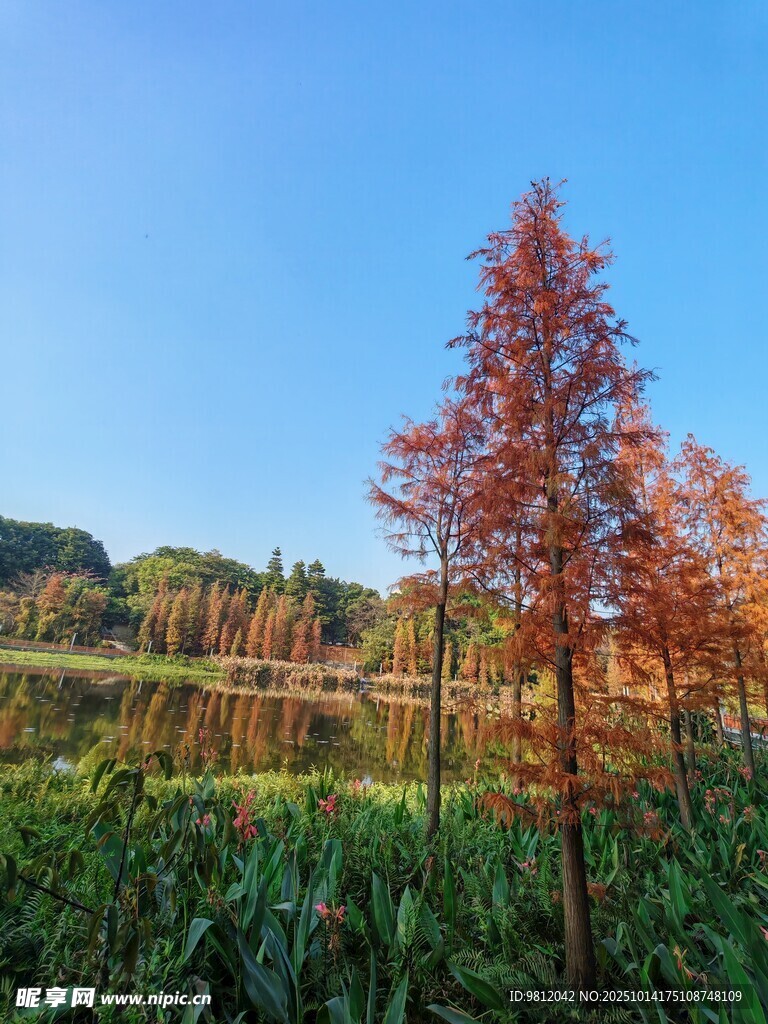 秋日田野中的红杉树