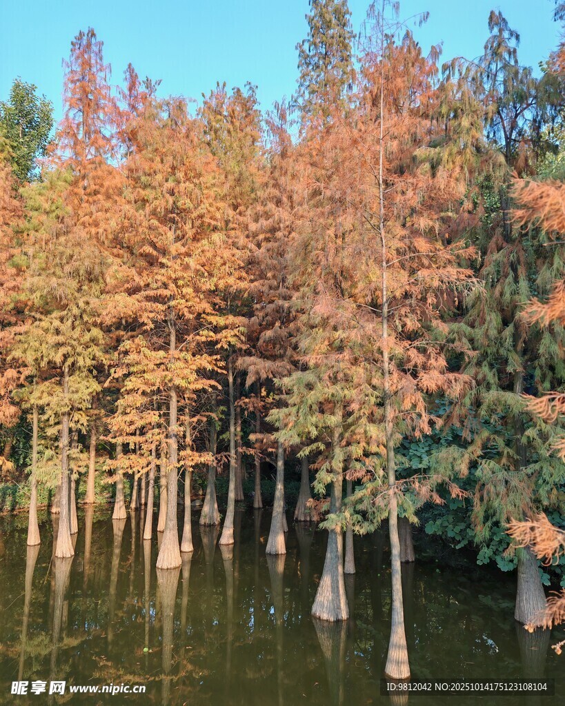 秋日水杉林美景