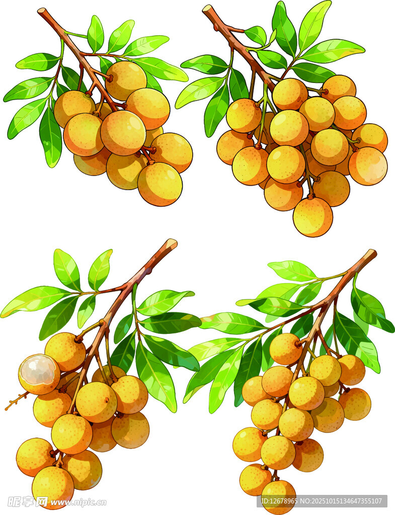 桂圆矢量插画