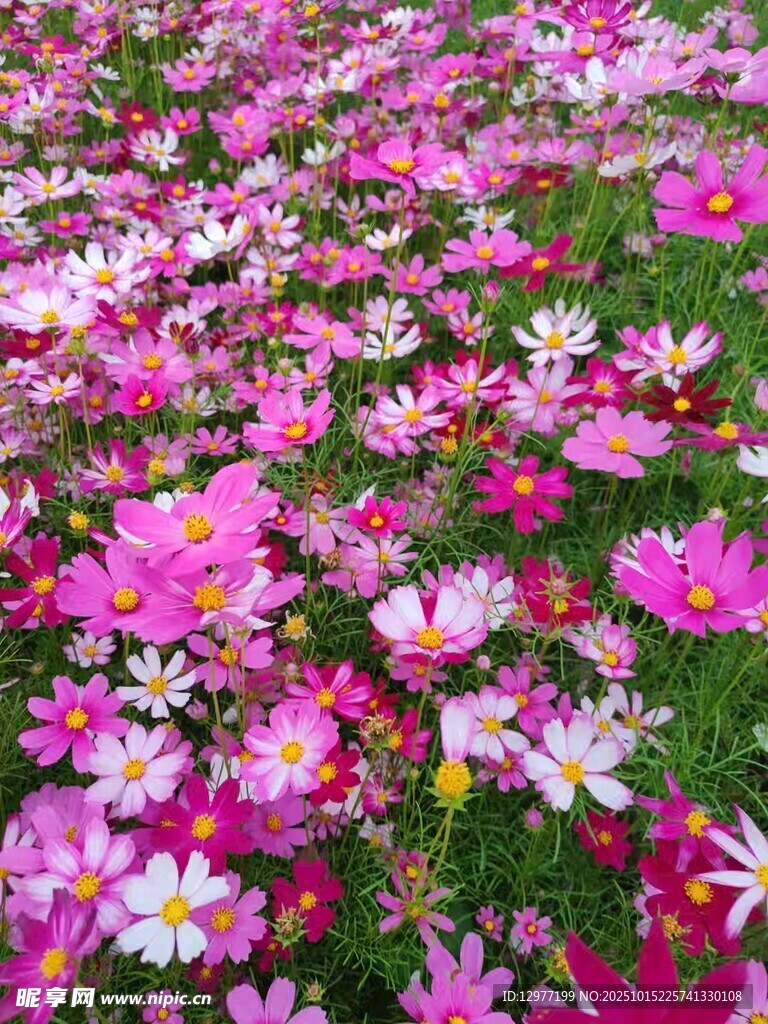 绚烂波斯菊花海绽放