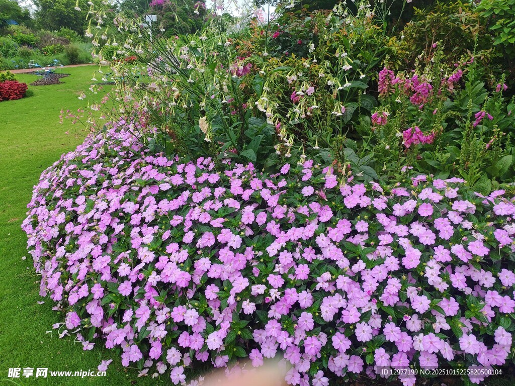 紫色花丛装点的美丽花园