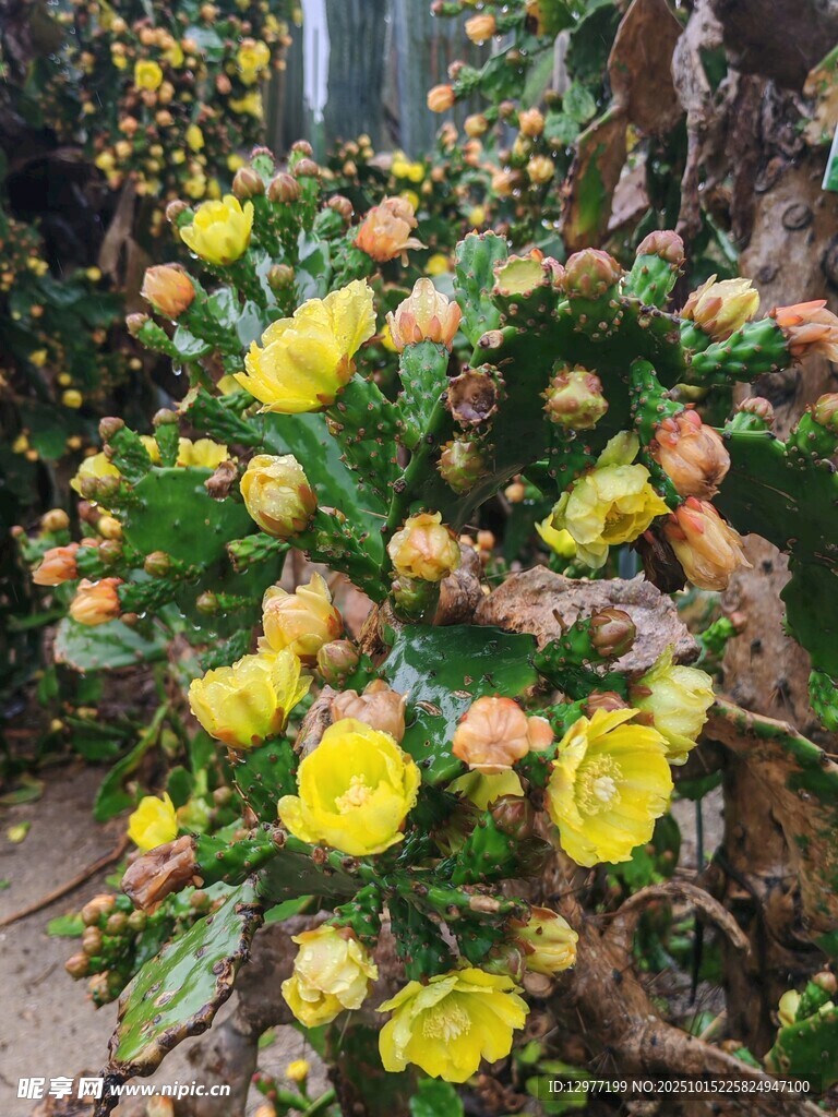 绽放的黄色花朵植物