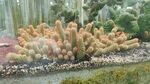 多彩仙人掌盆栽景观