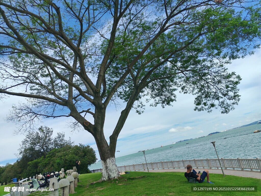 湖畔大树下的悠闲景致