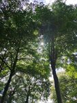 阳光穿透茂密树林景象