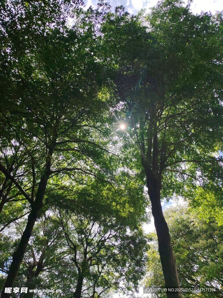 阳光穿透茂密树林景象