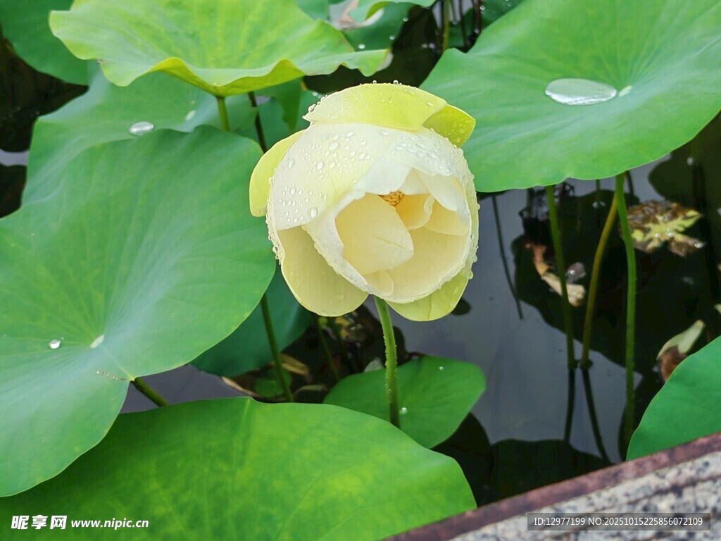黄荷绽放于翠绿荷叶间
